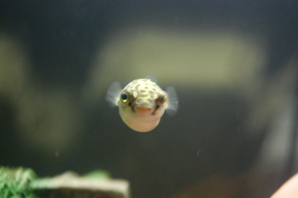 Other Puffer