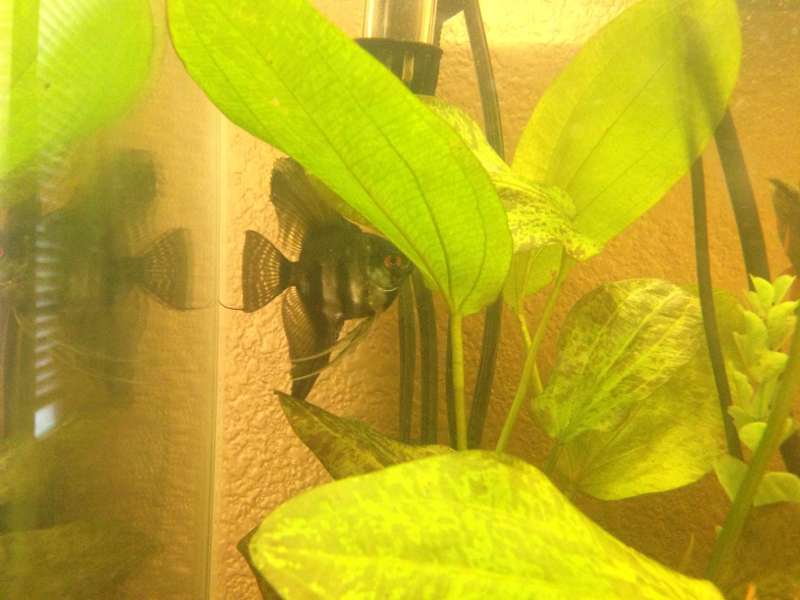 Our Angelfish