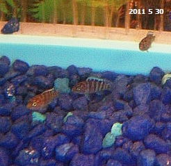 Our first Fry @ 12 days old. We can finally see their coloring, a red body with a blue dorsal fin.