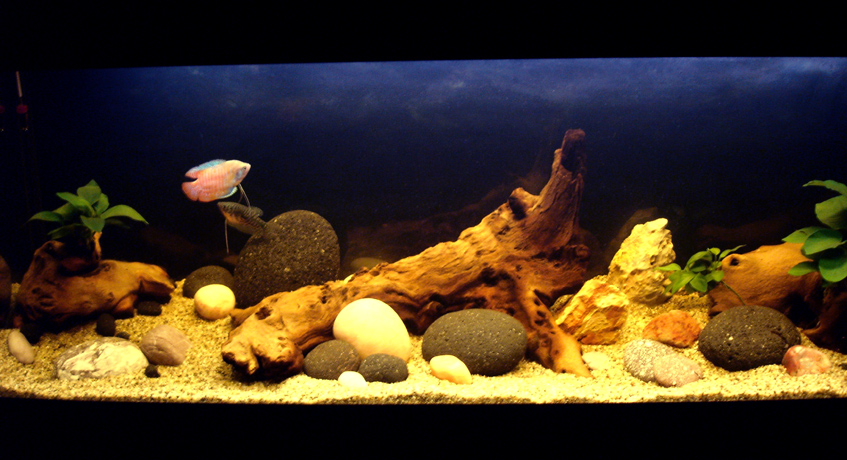 Our fish tank with the 2 gouramies getting to know their new surroundings...