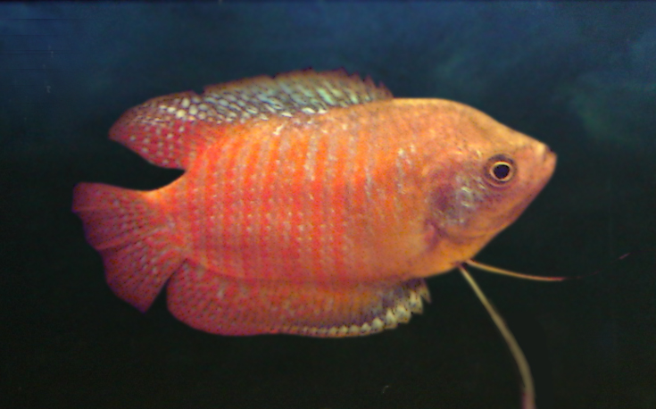 Our second fish, Boo the dwarf gourami
