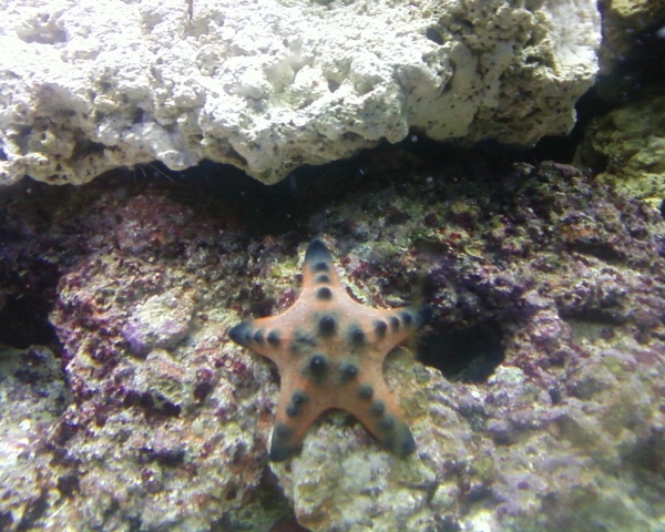 our starfish named pizza!