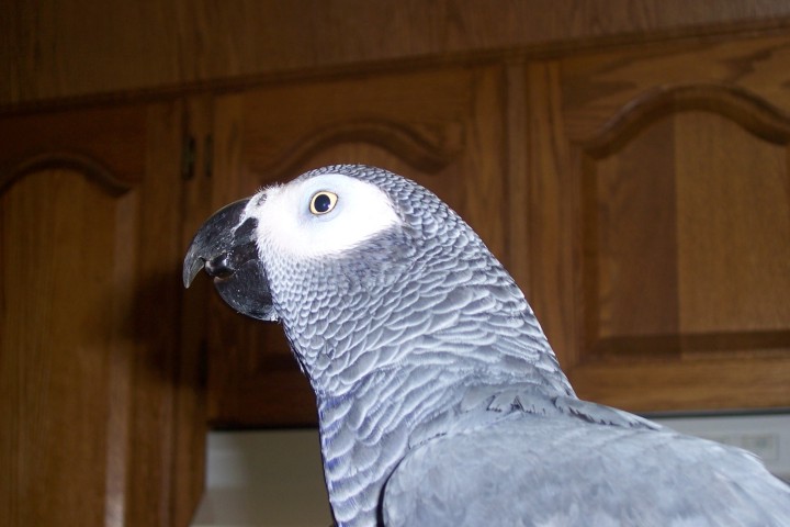 Pepper had a beak trim the other day. Doesn't he look handsome?