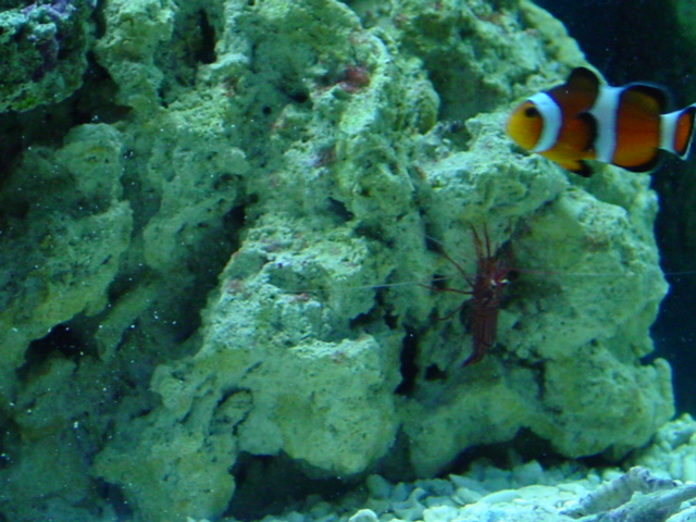 Peppermint Shrimp and Clown hanging out