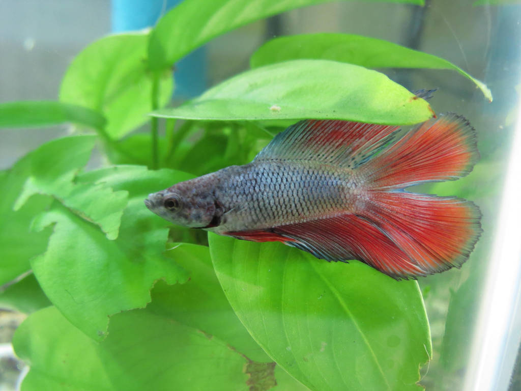 Perry, double tail betta