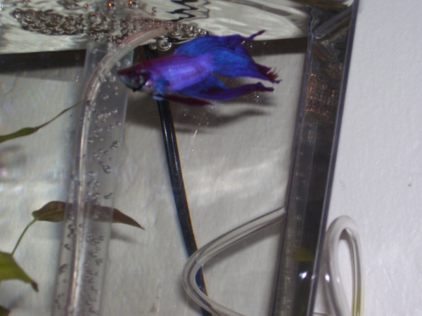 Pete looking blue.  This is the color I thought he was when I bought him.  He's pink though.