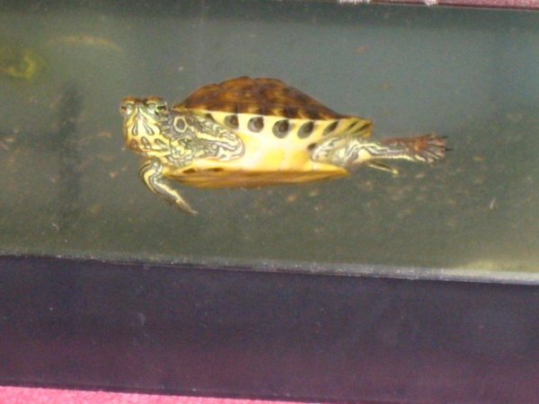 Phineas my yellow bellied slider turtle