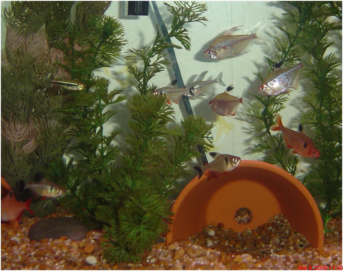 pic of my tetras in my 29 galk tank(just cleaned and moved every thing around)