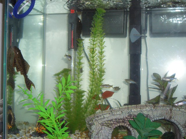 Picture of my two Plecos, Big Tony and Smally... and company around ( about 15 Zebra Danios and 2 crorys.)