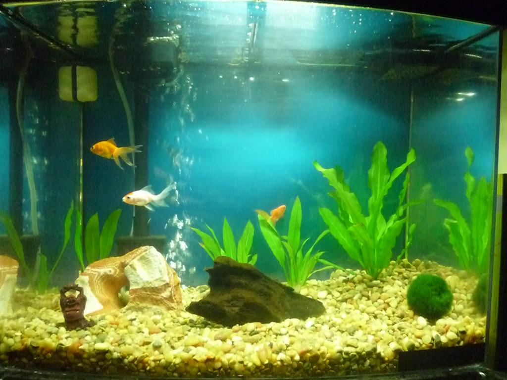 Pictures of our 1 gallon goldfish tank and our three fish.