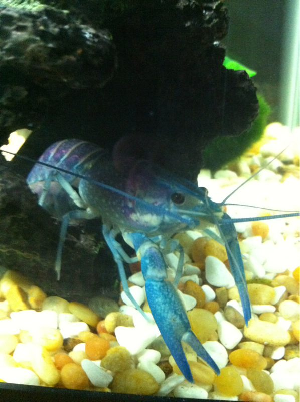 Pinchy, my crayfish