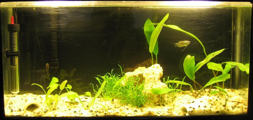 Planted tank
3 Kuhlii loaches
2 Otocinclus
3 Amano shrimp
3 Cherry shrimp

Update 12/15: returned Gourami since new 18 gallon will be for goldie (fami