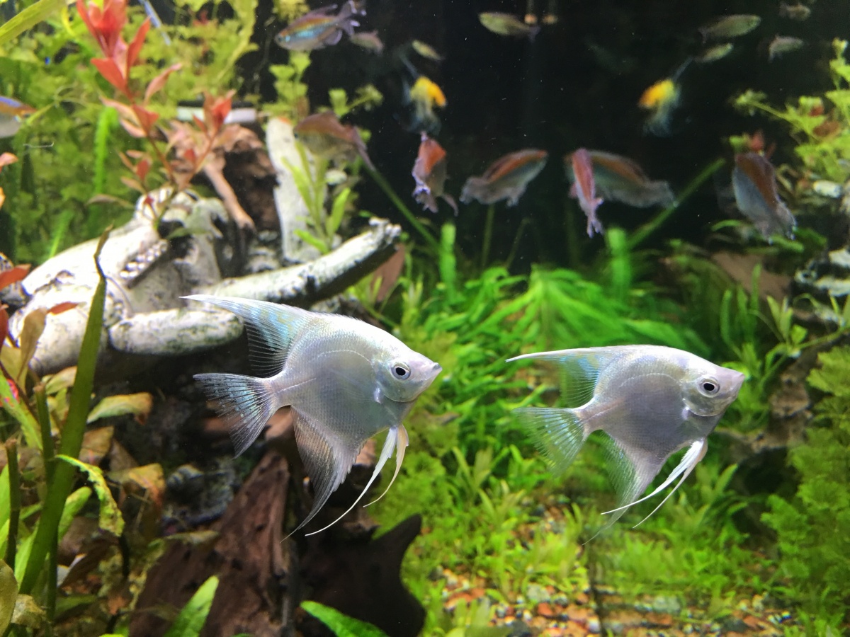 Platinum Angelfish 161108
