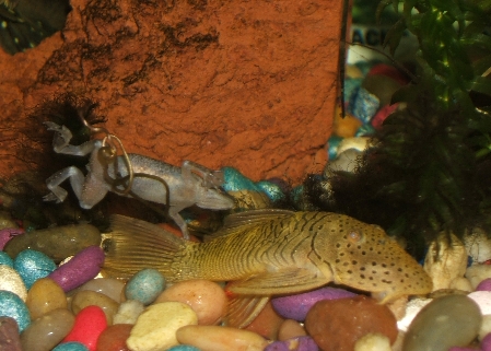 Pleco looking for food and frog just swimmin' around.