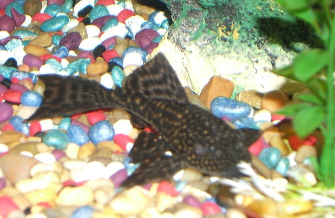 Pleco looking for food.