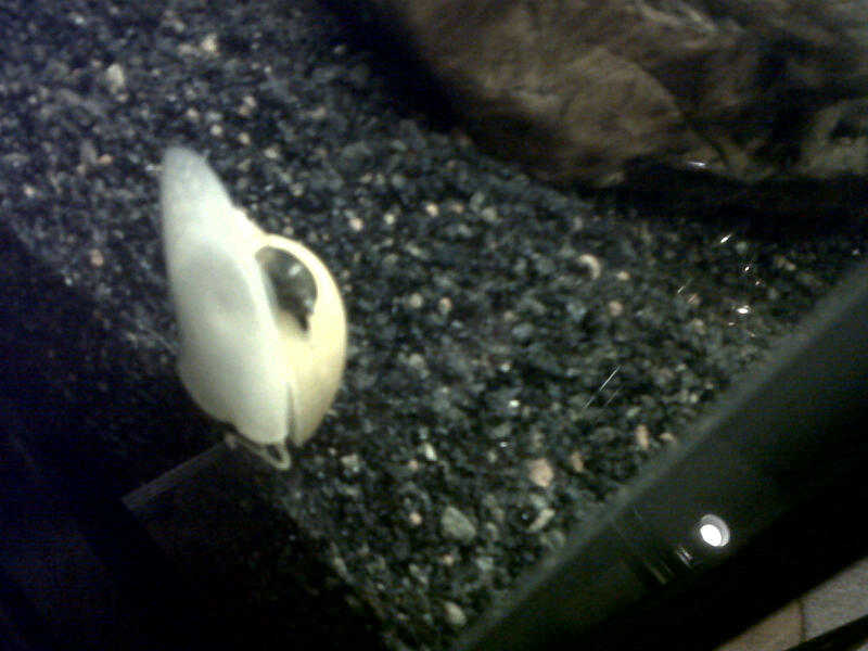Pond Snail Cleaning the shell of the Golden Snail, or hitchin' a free ride around the tank???!!!