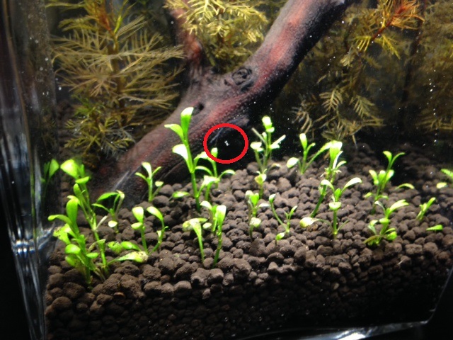 Pregnant Copepod (circled in red)