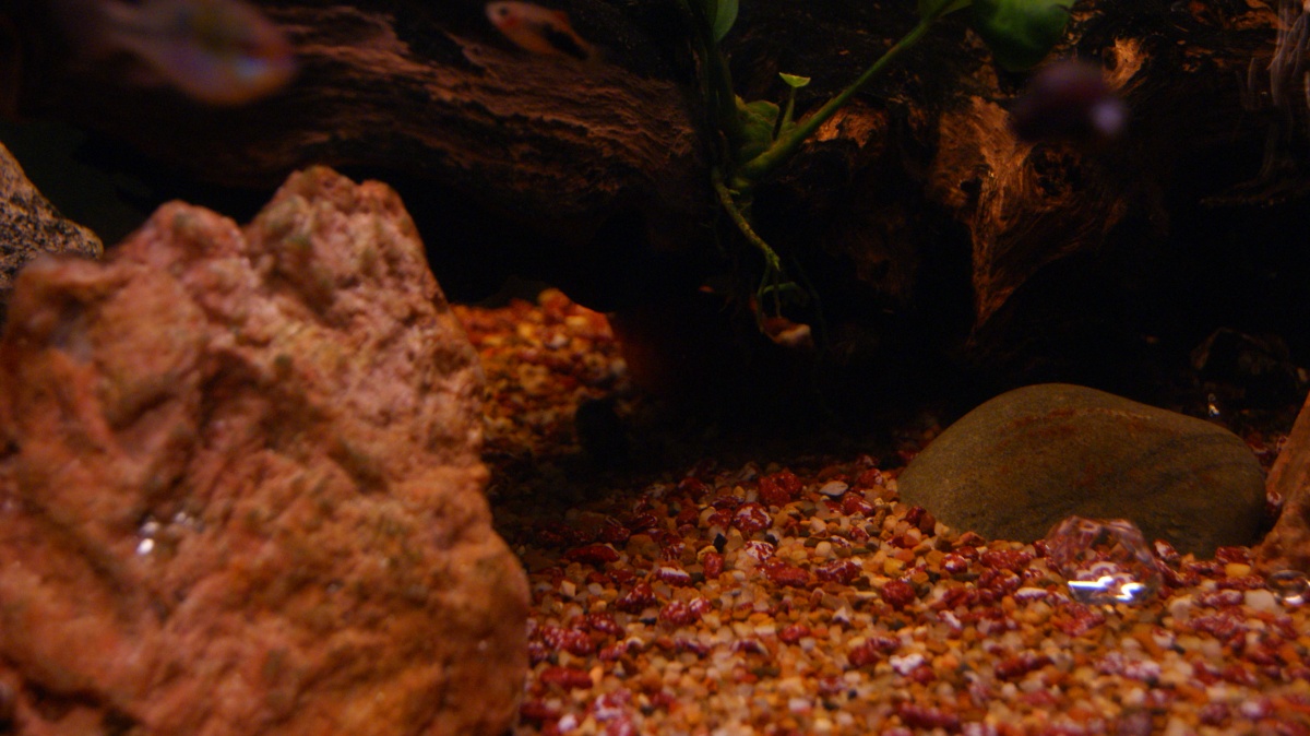 Pregnant Hi-Fin Platy in Her Hidey-Hole (dark due to shadow of DW)