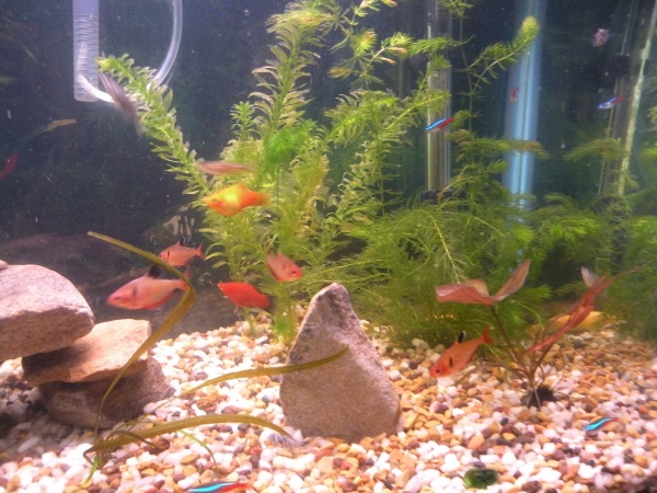 pretty fish and pretty plants!