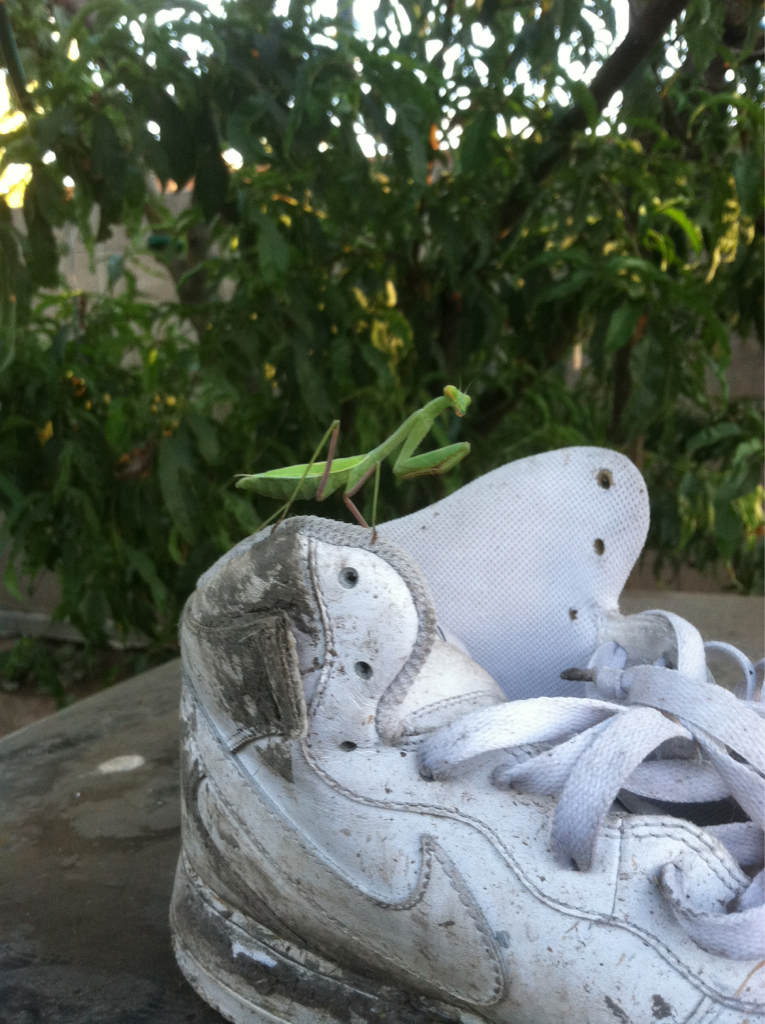 Prey mantis on my shoe