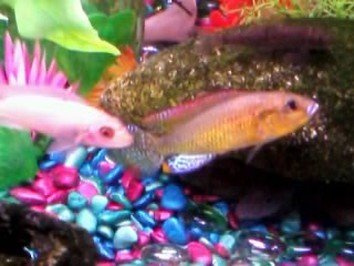 R.I.P tango, the fish that flirted with my human best friend :)