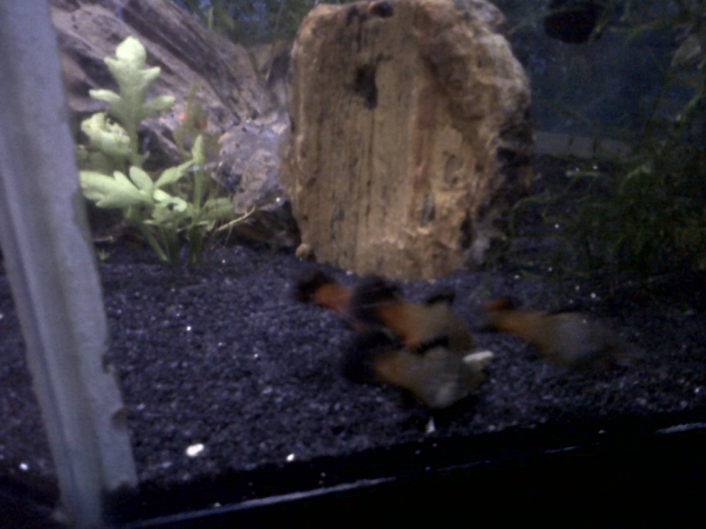 Rainbow blue platy trying to race for the sinking wafers!