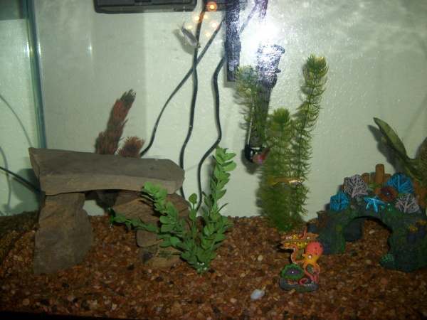 Ralph the Algae eater
He's chillin between the long rock and the third rock on the right, hiding out.