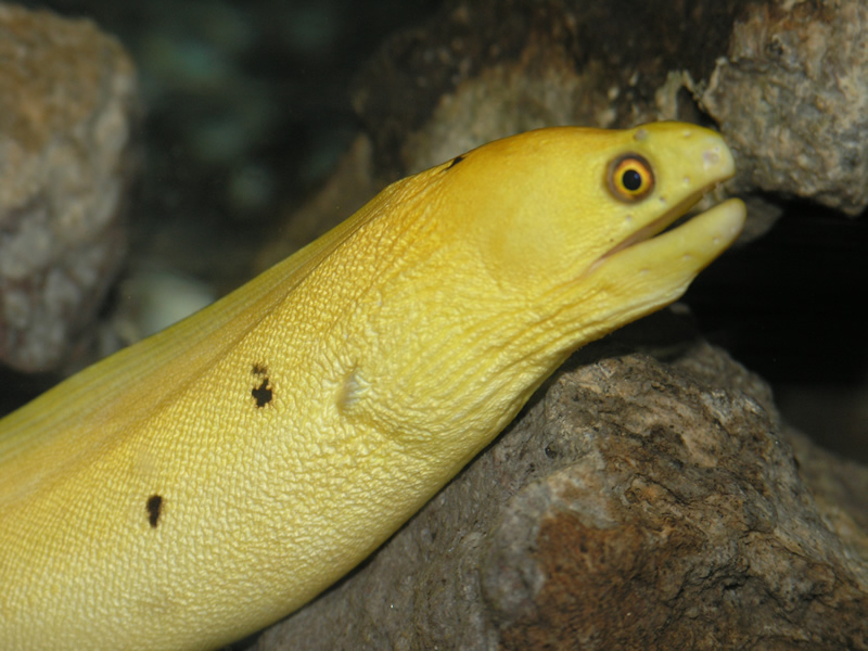 Rare color morph of a goldentail moray eel. Sometimes referred to as a banana eel or a dwarf golden moray.