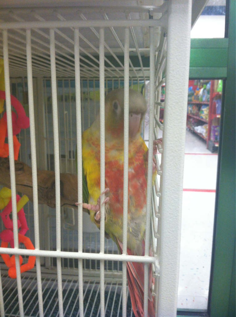 "Ratchet"...the Conure I fell in LOVE with...Bonded within 30 minutes...hatched 1/2/13