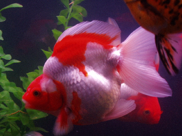 Red and White Rhyukin