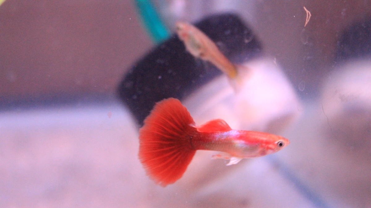 Red-Blonde delta 

The female in this picture is a Japanese blue firefin

Hopefully they make a good strain!