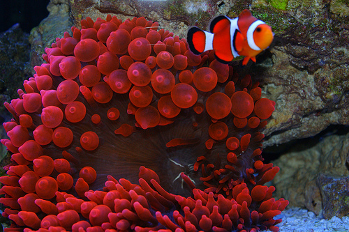 Red Bubble Anemone and Clown Fish