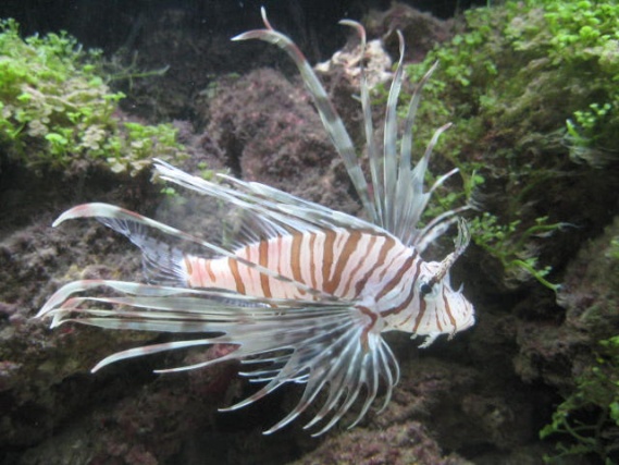 red lionfish 4/25/08