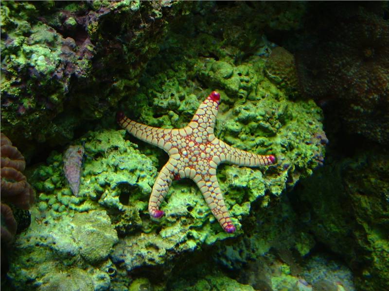 Red marble sea star (fromia) grazing on rock