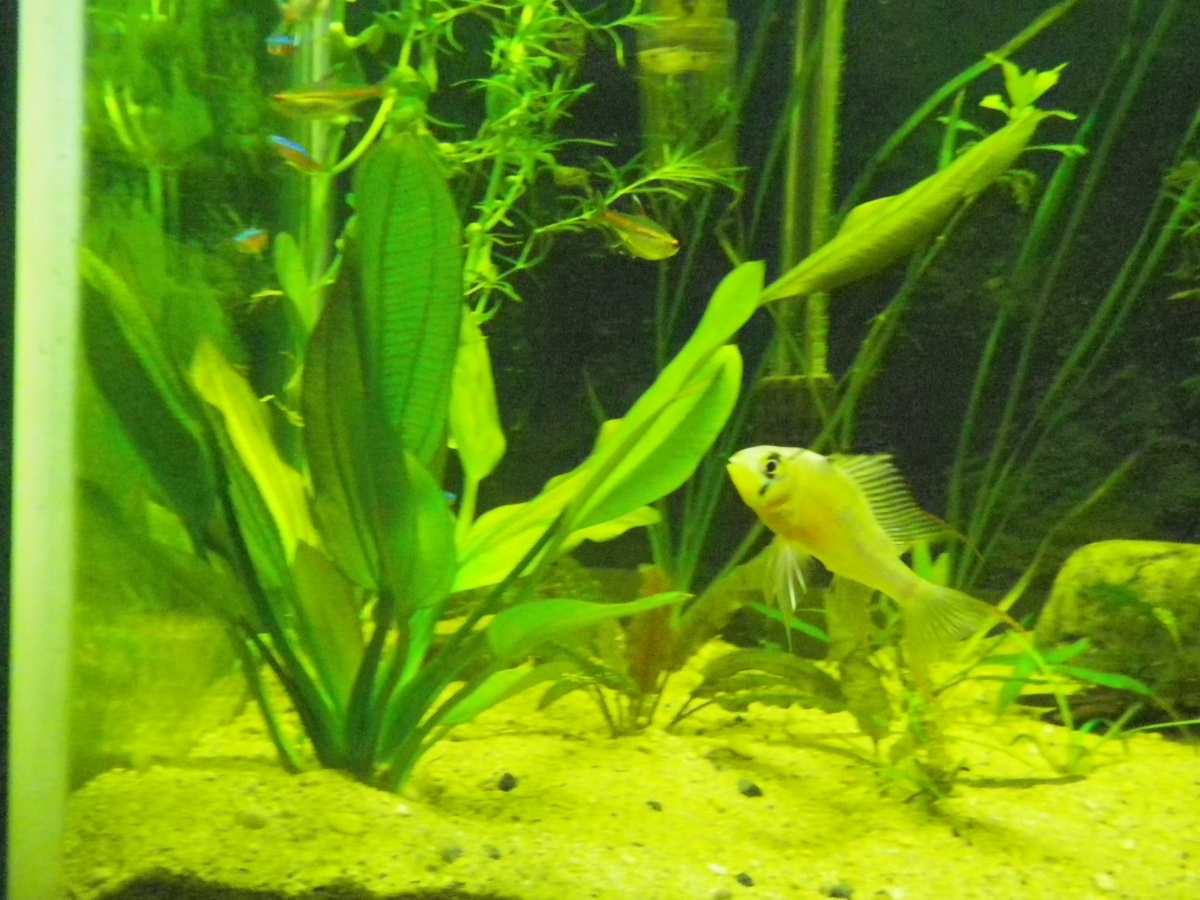 Red melon sword and male Bolivian Ram