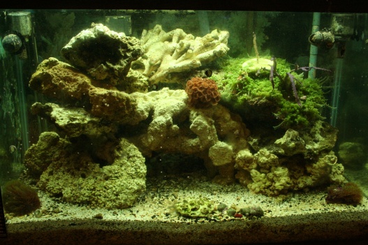 Reef Tanks 015