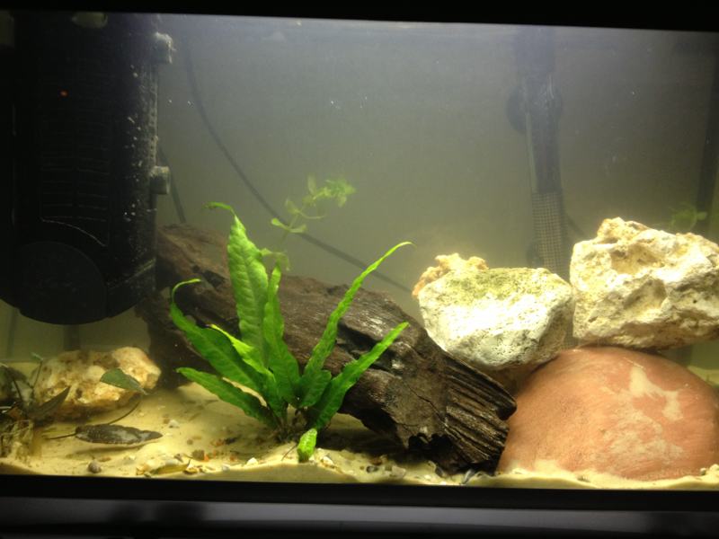 Rescape! Plants added