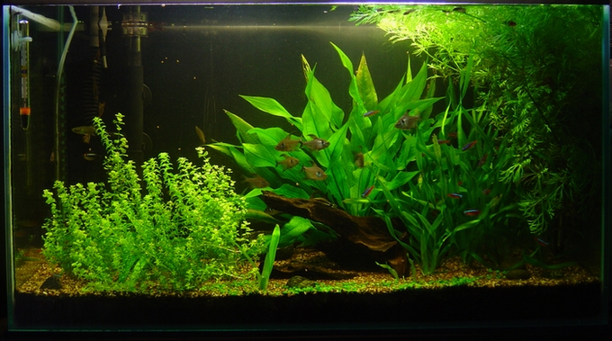 Resetup the overgrown tank. Chop  few jave fern, add in gloso. Pic taken in week 6 after setup.