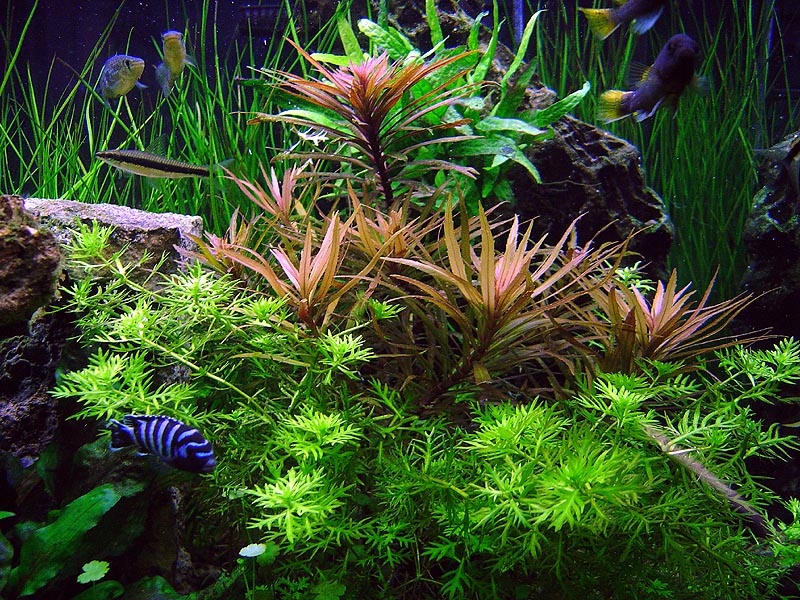 Right side of tank where I've tried to create an illusion of depth in my narrow tank with successive layers of plants and rocks.