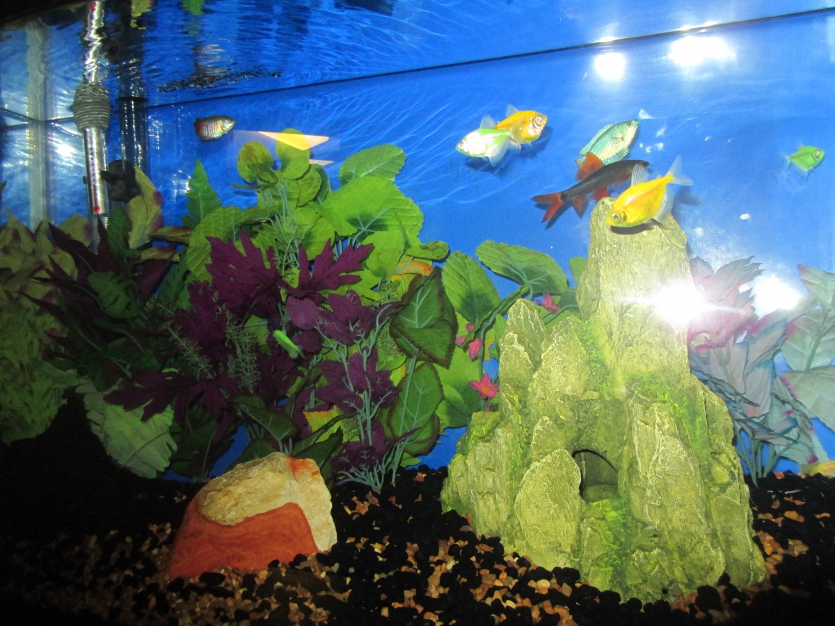 Right side with 3 Male Dwarf Gourami [1 Regular and 2 Powder Blue] 1-12-14