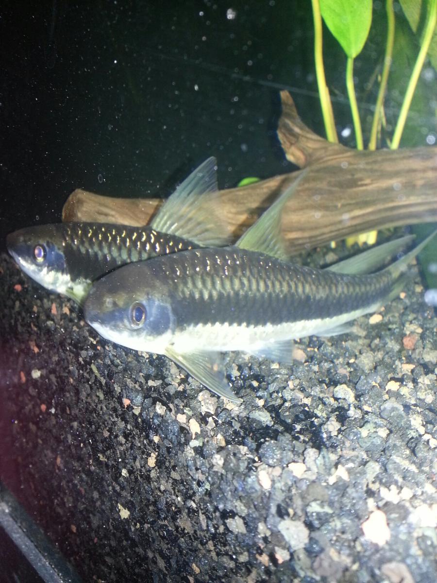 RIP died in pH crash

My two, 6" & almost 7" Siamese Algae Eaters, notice the Yellow colored fins and the blue gill patch?