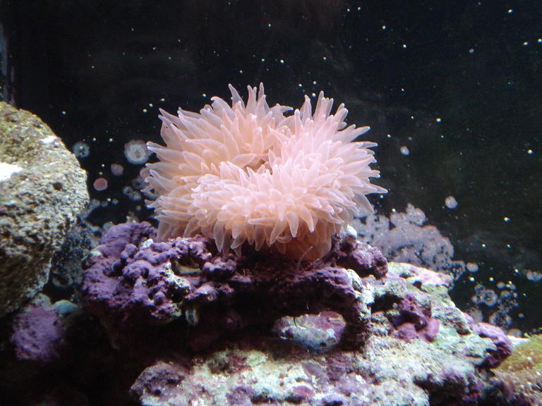 Rose Tipped Bubble Anemone