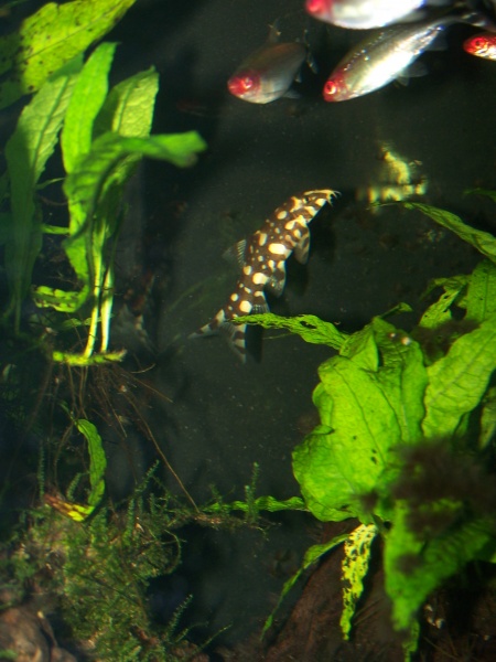 Rummy nose tetras and loach