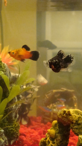 Satsuma the platy and Siriusly Black the dalmatian molly; Blanche the silver molly; tetras in the background.