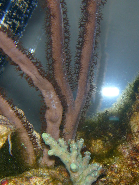 seafan and finger coral...who isnt happy, but he's doubled in size and is starting to look much much normal.