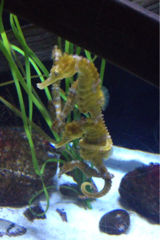 Seahorses at mystic aquarium. Totally lucky to get this shot.