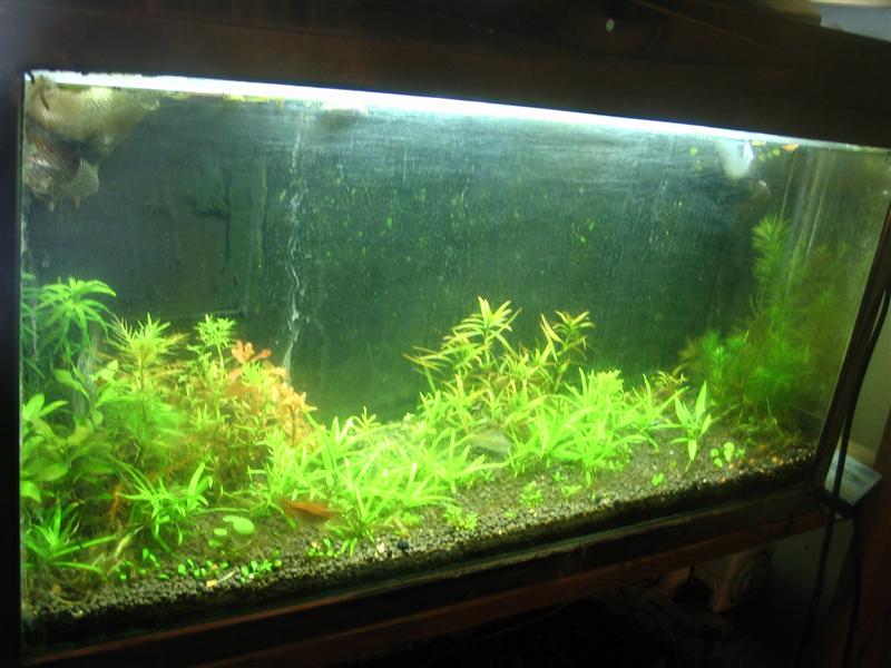 See gallery for updated pic.  This tank is connected to a 10g emersed growth project, which used to be a sump/fuge.