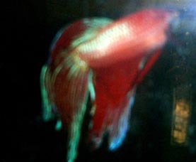 SHerbert the rescued betta
see other photo and comapare ^_^