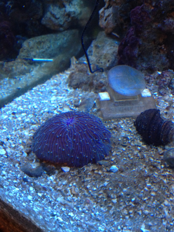Short tentacle plate coral dec 14 2012