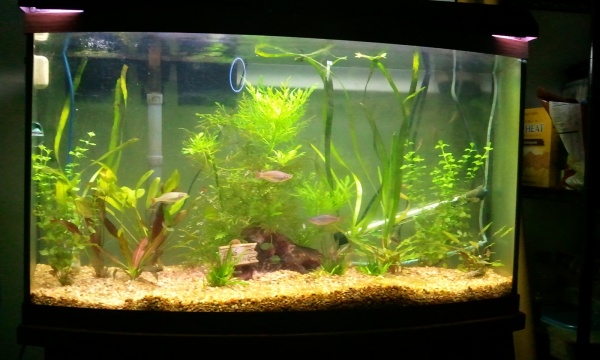 Shortly after the tank was planted, CO2 injection installed